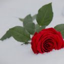 Frost rose  screen for extension Chrome web store in OffiDocs Chromium