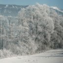 Frosty Winter Landscape with Snow Covered Trees  screen for extension Chrome web store in OffiDocs Chromium