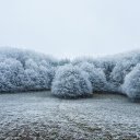 Frozen grove  screen for extension Chrome web store in OffiDocs Chromium