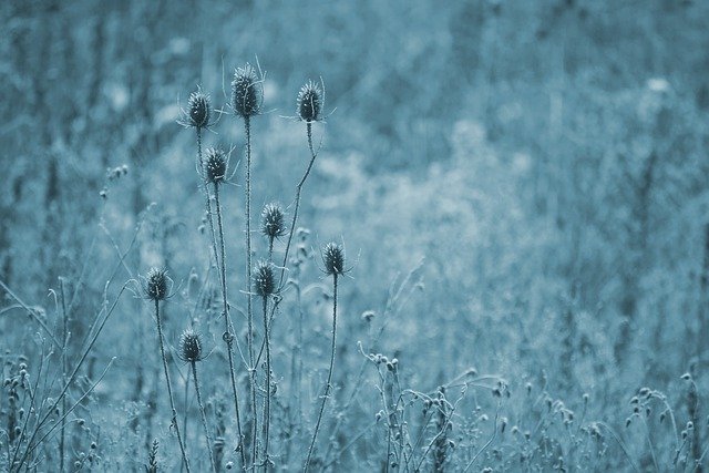 Unduh gratis gambar padang rumput beku es dingin gratis untuk diedit dengan editor gambar online gratis GIMP