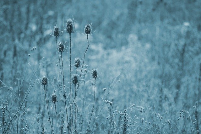 Téléchargement gratuit d'une image gratuite de champ de prairie gelée glacée à éditer avec l'éditeur d'images en ligne gratuit GIMP