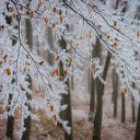 Frozen tree branches  screen for extension Chrome web store in OffiDocs Chromium