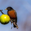 Fruit Bird  screen for extension Chrome web store in OffiDocs Chromium