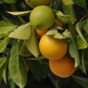 FRUIT THEME  screen for extension Chrome web store in OffiDocs Chromium