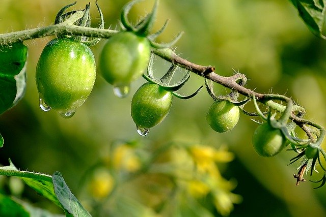 Free download fruit tomatoes organic plant free picture to be edited with GIMP free online image editor