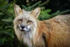 Free download fuchs-5303221_1920 free photo or picture to be edited with GIMP online image editor