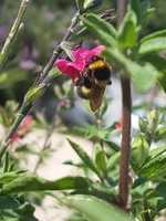 Free download Fuchsia Bumbles Part Deux free photo or picture to be edited with GIMP online image editor