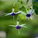 Fuchsia wallpaper  screen for extension Chrome web store in OffiDocs Chromium