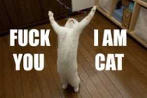 Free download FUCK YOU I AM CAT - image macro free photo or picture to be edited with GIMP online image editor