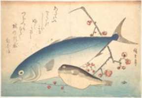 Gratis download Fugu en Inada Fish, uit de serie Uozukushi (Every Variety of Fish) gratis foto of afbeelding om te bewerken met GIMP online afbeeldingseditor