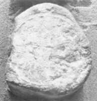 Free download Funerary Cone of Baki free photo or picture to be edited with GIMP online image editor