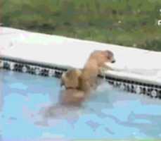 Free download Funny dog  free photo or picture to be edited with GIMP online image editor