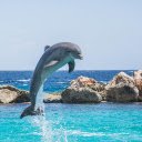 Funny dolphins  screen for extension Chrome web store in OffiDocs Chromium