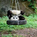 Funny panda wallpapers  screen for extension Chrome web store in OffiDocs Chromium