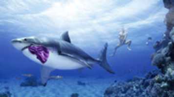Free download Funny Shark free photo or picture to be edited with GIMP online image editor