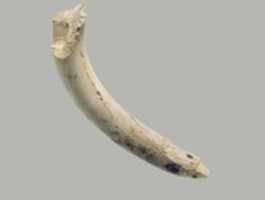 Free download Furniture element made from hippopotamus tusk free photo or picture to be edited with GIMP online image editor