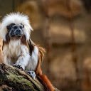 Furry Ape  screen for extension Chrome web store in OffiDocs Chromium
