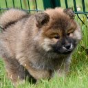 Furry dog  screen for extension Chrome web store in OffiDocs Chromium