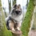 Furry dog ​​climbing tree  screen for extension Chrome web store in OffiDocs Chromium