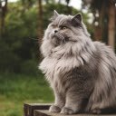 Furry gray cat with yellow eyes  screen for extension Chrome web store in OffiDocs Chromium