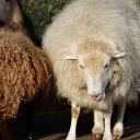 Furry sheep  screen for extension Chrome web store in OffiDocs Chromium