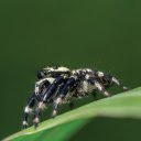 Fuzzy Spider On Leaf  screen for extension Chrome web store in OffiDocs Chromium