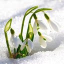 Galanthus nivalis wallpapers  screen for extension Chrome web store in OffiDocs Chromium