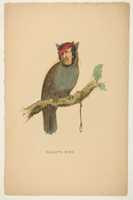 Free download Gallows Bird, from The Comic Natural History of the Human Race free photo or picture to be edited with GIMP online image editor