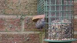 تنزيل مجاني لـ Garden Birds Dunnock Bird - فيديو مجاني يمكن تحريره باستخدام محرر الفيديو عبر الإنترنت OpenShot