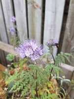 Free download Garden Bumbles free photo or picture to be edited with GIMP online image editor