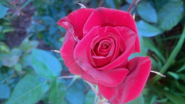 הורדה חינם של שיח גן ורדים ורדים אל סגול תמונה בחינם לעריכה עם עורך תמונות מקוון בחינם של GIMP