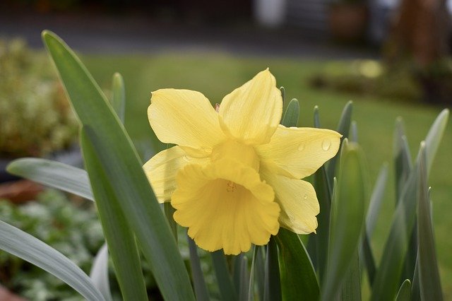 Download gratuito Garden Daffodil Spring - foto o immagine gratuita da modificare con l'editor di immagini online di GIMP