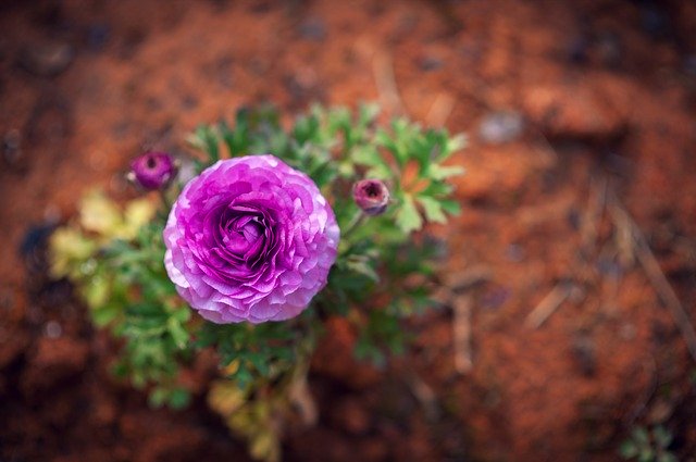 ດາວ​ໂຫຼດ​ຟຣີ garden flower 85mm1 ຮູບ​ພາບ​ຟຣີ​ທີ່​ຈະ​ໄດ້​ຮັບ​ການ​ແກ້​ໄຂ​ທີ່​ມີ GIMP ອອນ​ໄລ​ນ​໌​ຟຣີ​ບັນ​ນາ​ທິ​ການ​ຮູບ​ພາບ​