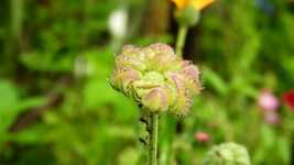 Free download Garden Flower Cricket -  free video to be edited with OpenShot online video editor