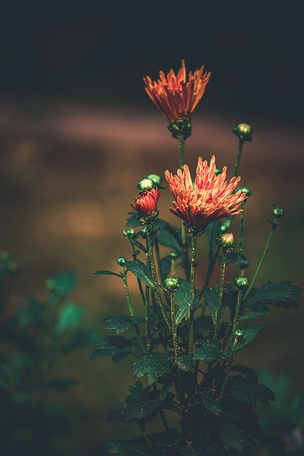 Free download garden flower plant nature blossom free picture to be edited with GIMP free online image editor