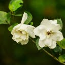 Gardenia Flowers Bloom  screen for extension Chrome web store in OffiDocs Chromium