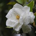 Gardenia jasminoides – The Essence of Purity and Elegance  screen for extension Chrome web store in OffiDocs Chromium