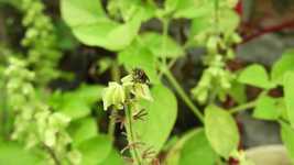 Free download Garden Insects Macro -  free video to be edited with OpenShot online video editor