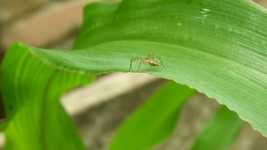 Free download Garden Insect Spider free video to be edited with OpenShot online video editor