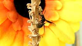 Free download Garden Insect Wasp free video to be edited with OpenShot online video editor
