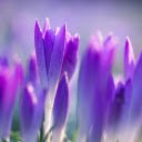 Garden of ripe tulips  screen for extension Chrome web store in OffiDocs Chromium