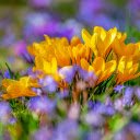 Gardens  screen for extension Chrome web store in OffiDocs Chromium