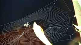 Free download Garden Spider Arachnid -  free video to be edited with OpenShot online video editor
