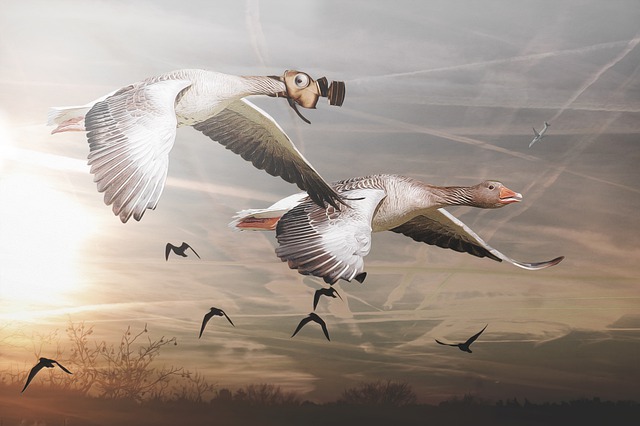 Free download gas mask chemtrails geese birds free picture to be edited with GIMP free online image editor