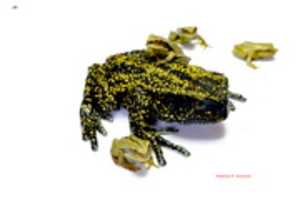 Free download GAstrotheca free photo or picture to be edited with GIMP online image editor