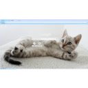 Gatito  screen for extension Chrome web store in OffiDocs Chromium
