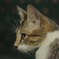Free download Gato reacio free photo or picture to be edited with GIMP online image editor