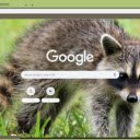Gau Meo Raccoon  screen for extension Chrome web store in OffiDocs Chromium