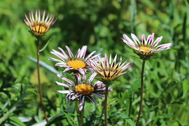Descarga gratuita gazania flores planta floración naturaleza imagen gratis para editar con GIMP editor de imágenes en línea gratuito