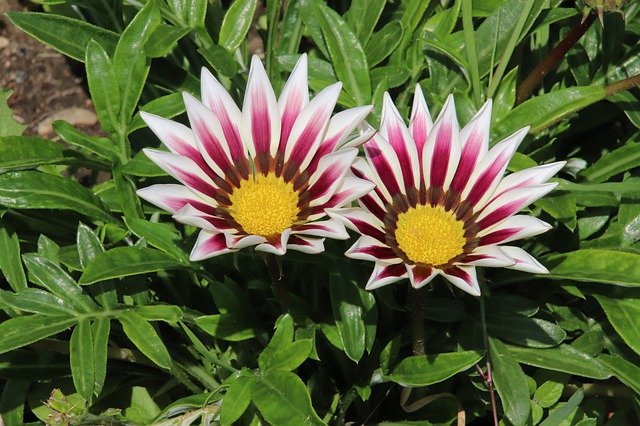 Free download gazania flowers plants garden free picture to be edited with GIMP free online image editor